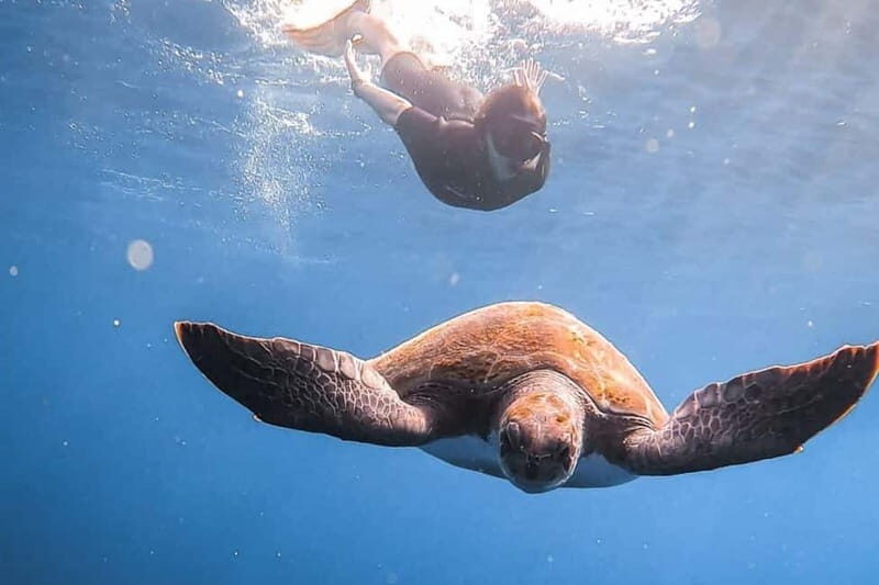 FROM PAPHOS: Snorkeling at the Marine Park (shore) - Why This Tour Offers Real Value