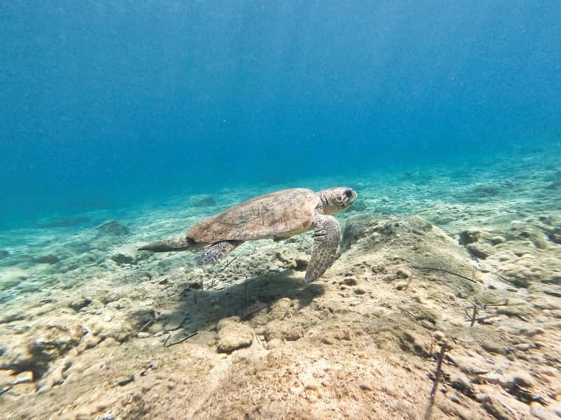 FROM PAPHOS: Snorkeling at the Marine Park (shore) - In Summary: Why Choose This Experience