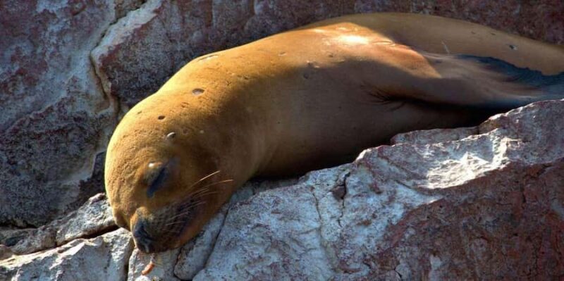 From Paraacas: Ballestas Islands + Paracas National Reserve - The Sum Up