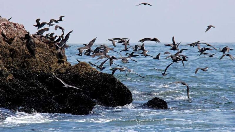From Paracas: Ballestas Island Boat Tour with entrances - The Sum Up