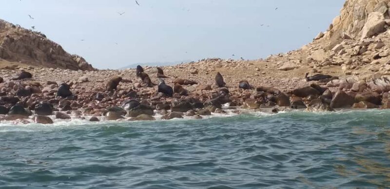 From Paracas: Ballestas Island Cruise & Paracas Reserve Tour - Who’s This Tour Best For?