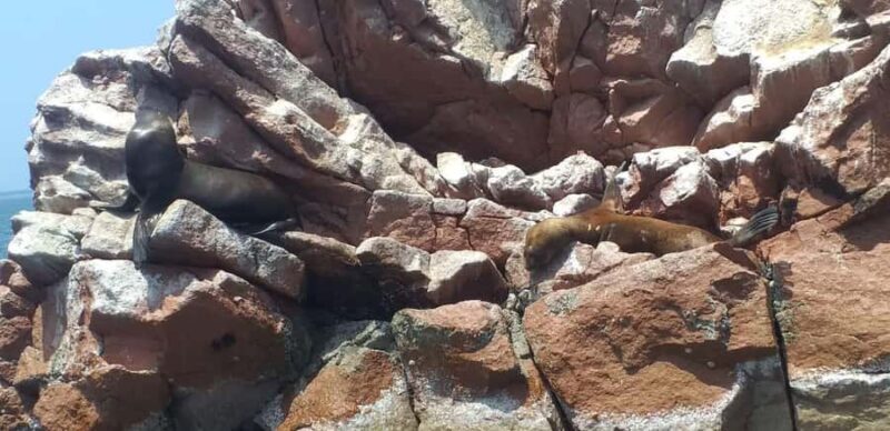 From Paracas: Ballestas Island Cruise & Paracas Reserve Tour - Final Thoughts