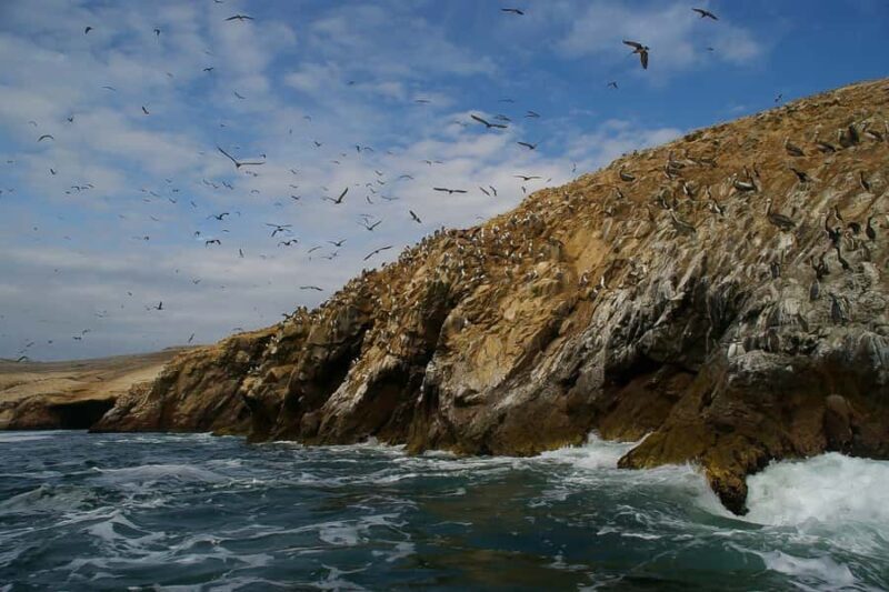 From Paracas: Ballestas Islands & Paracas National Reserve - In-Depth Review of the Paracas: Ballestas Islands & Paracas National Reserve Tour