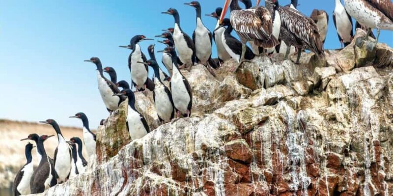 From Paracas ||Ballestas Islands + Paracas National Reserve - Key Points