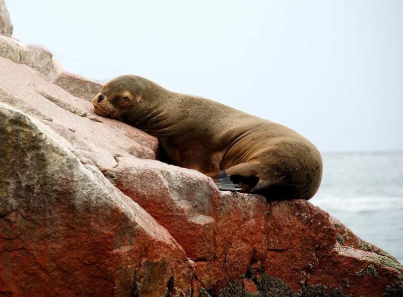 From Paracas: Ballestas Islands tour all Inclusive - Itinerary Breakdown and What Makes Each Stop Special