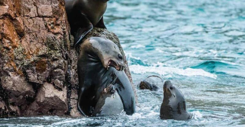 From Paracas: Guided boat tour of the Ballestas Islands - An In-Depth Look at the Tour Experience