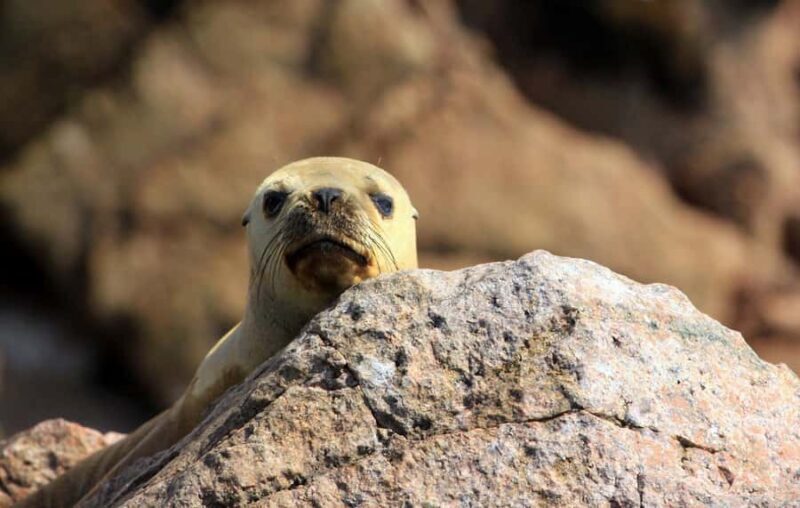 From Paracas or Pisco: Ballestas Islands Private Boat Trip - From Paracas or Pisco: Ballestas Islands Private Boat Trip