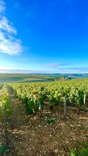 From Paris: Champagne, gastronomy and culture - Key Points