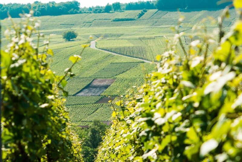 From Paris: Small-Group Champagne Day Trip with Six Tastings - An In-Depth Look at the Champagne Day Trip from Paris