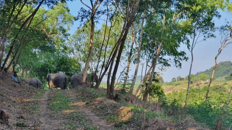 From Pattaya: Living Green Elephant Sanctuary Day Trip - What Is the Experience Like?