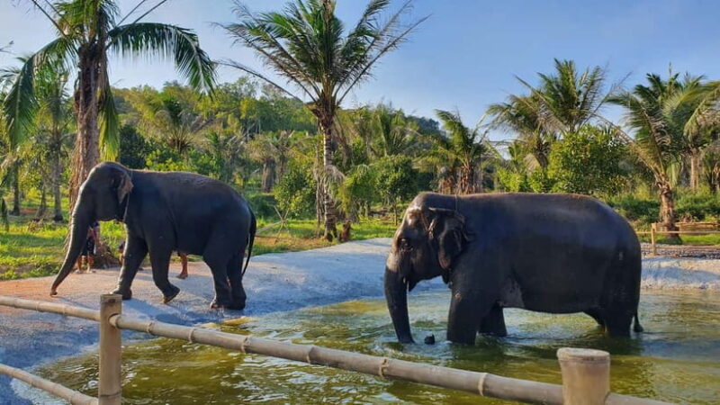 From Pattaya: Living Green Elephant Sanctuary Day Trip - Practical Details: What You Need to Know