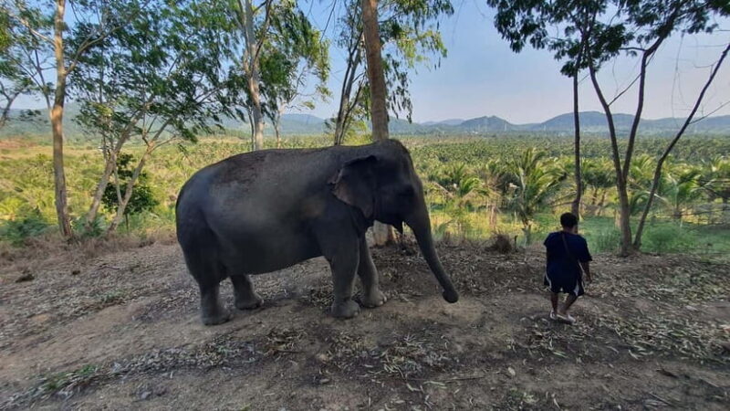 From Pattaya: Living Green Elephant Sanctuary Day Trip - What Do Travelers Say?