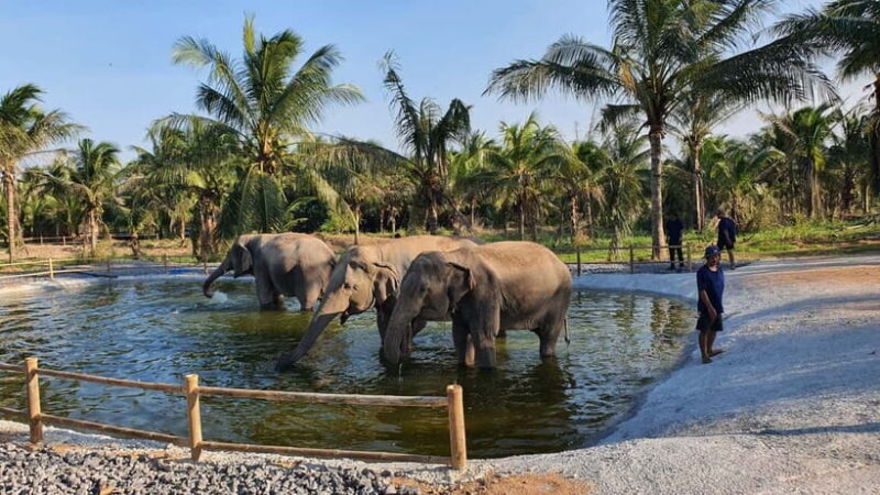 From Pattaya: Living Green Elephant Sanctuary Day Trip - The Sum Up