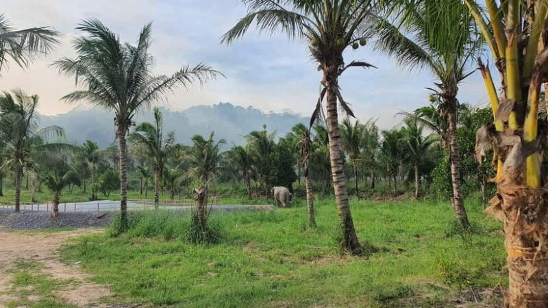 From Pattaya: Living Green Elephant Sanctuary Day Trip - FAQ