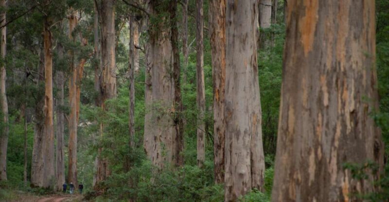 From Pemberton: Half-Day Beach and Forest Eco Adventure - From Pemberton: Half-Day Beach and Forest Eco Adventure — A Nature Lover’s Excursion
