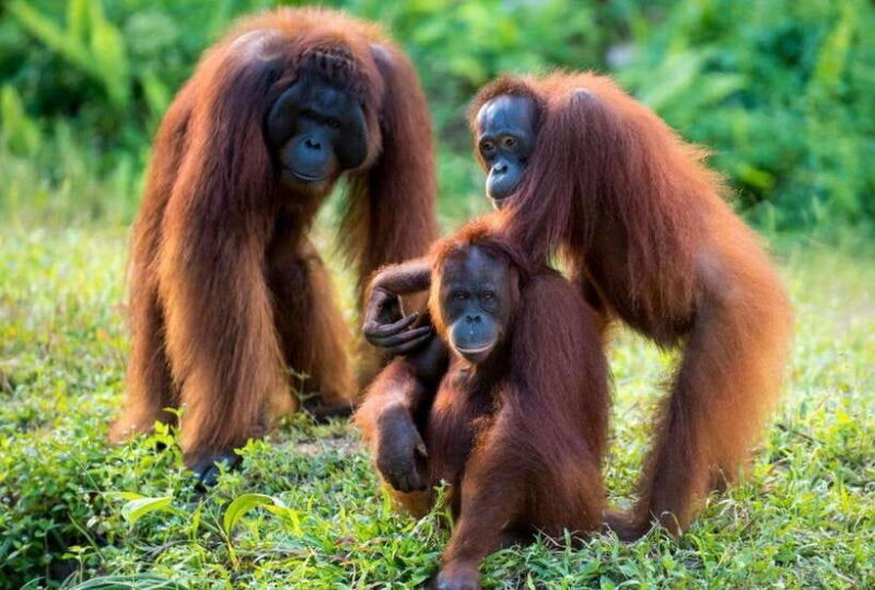 From Penang: Inspiring Ipoh Private Day Tour - The Sum Up