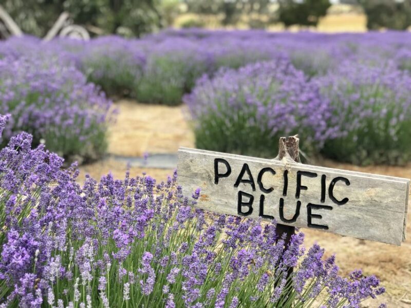 From Penneshaw: Kangaroo Island Shore Excursion Tasting Tour - What Sets This Tour Apart?