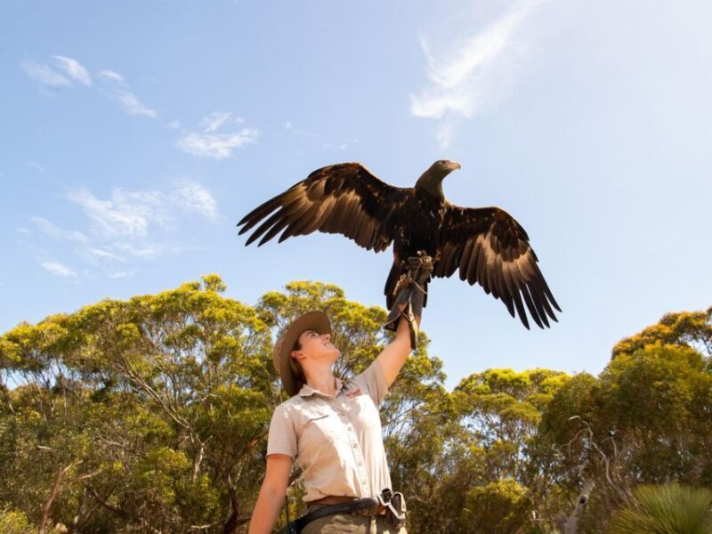 From Penneshaw: Kangaroo Island Sights and Wildlife Tour - Who Should Consider This Tour?