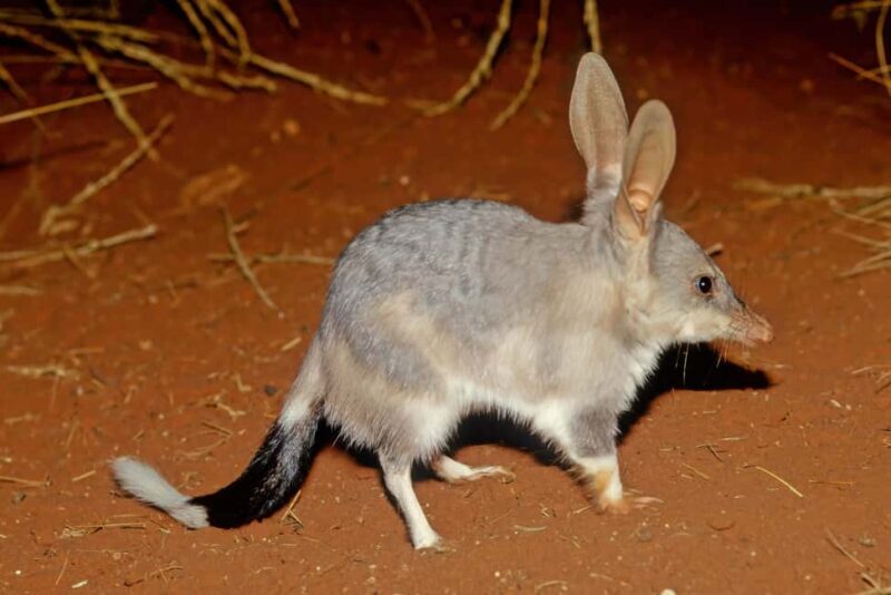From Perth: Australian Animal Night Safari - A Deep Dive into the Australian Animal Night Safari