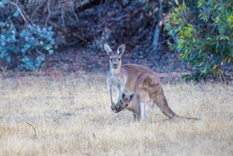 From Perth: Australian Animal Night Safari - Barna Mia — Conservation and Wildlife Spotting