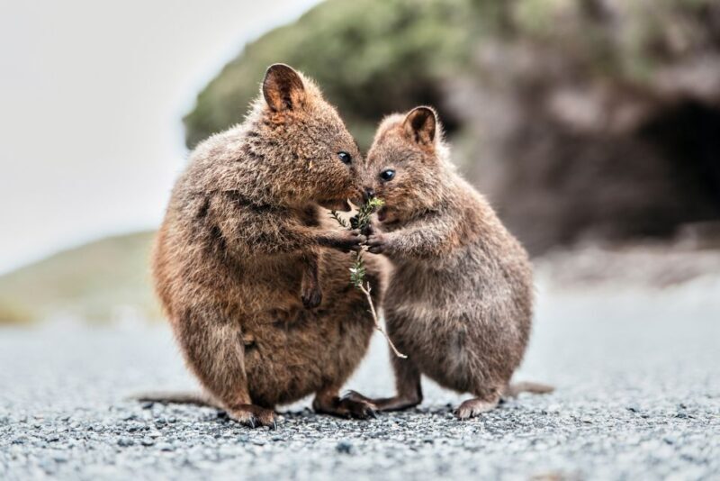 From Perth or Fremantle: Rottnest Island Ferry and Bus Tour - FAQ