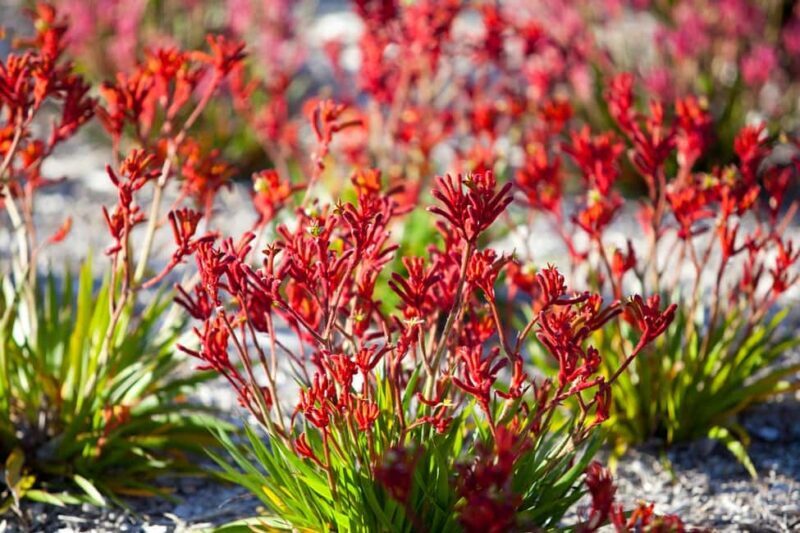 From Perth: Pinnacles Lobster Shack and Yanchep Day Trip - FAQ: Your Practical Questions Answered