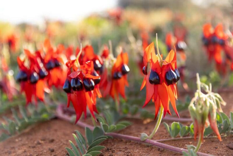 From Perth: Pinnacles Sunset and Stargazing Tour with Dinner - Key Points
