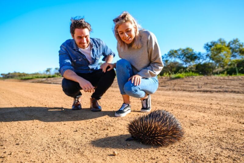 From Perth: Pinnacles Sunset and Stargazing Tour with Dinner - Final Thoughts
