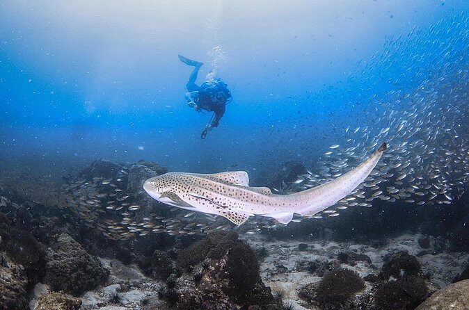 From Phi Phi Don | Half Day Discover Scuba Diving 2 Dives - Frequently Asked Questions (FAQ)