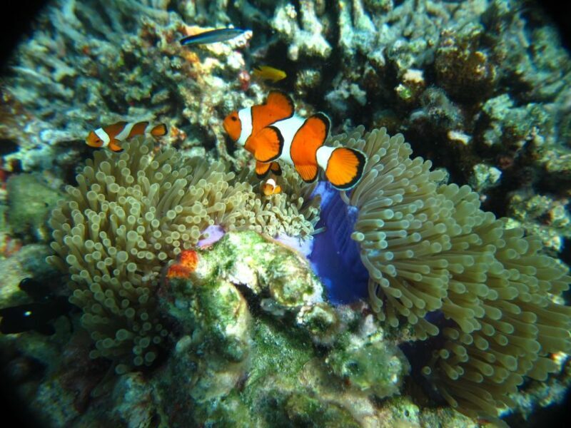 From Phi Phi: Full Day Snorkeling Trip by Longtail Boat - Final Thoughts