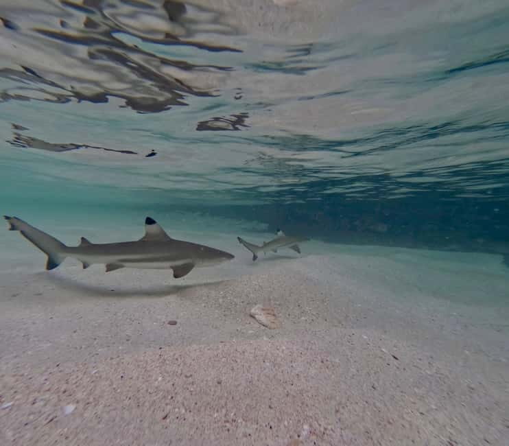 From Phi Phi Island: Maya Bay Sunset & Plankton by Speedboat - An Authentic Look at a Phi Phi Speedboat Tour