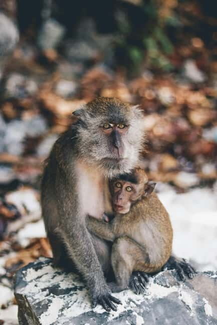 From Phi Phi: Maya Bay HalfDay Longtail Boat with Snorkeling - Exploring the Gulf of Thailand: From Phi Phi with a Longtail Boat and Snorkeling