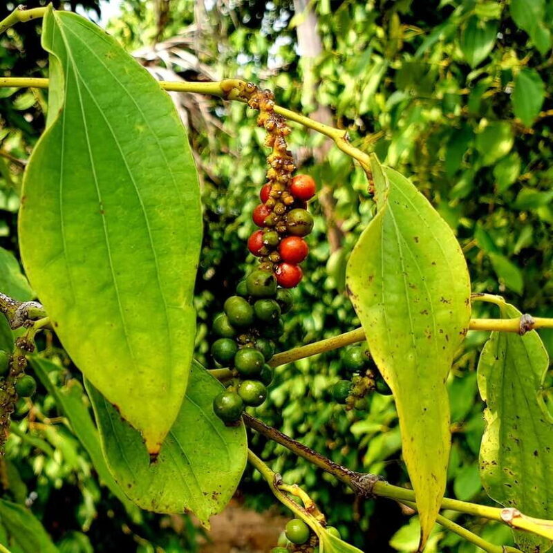 From Phnom Penh: Kampot Day Trip to Beautiful place W/ Guide - Detailed Review of the Kampot Day Trip