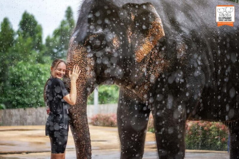 From Phuket: Elephant Jungle Sanctuary Feed and Shower Trip - Key Points