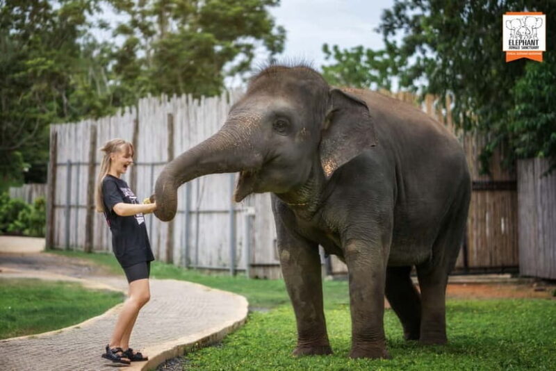 From Phuket: Elephant Jungle Sanctuary Feed and Shower Trip - The Experience in Detail