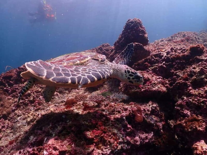 From Phuket: Phi Phi Islands Speedboat Tour - Final Thoughts