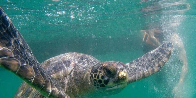 From Piura | Excursion to Mancora + Swimming with turtles - Key Points