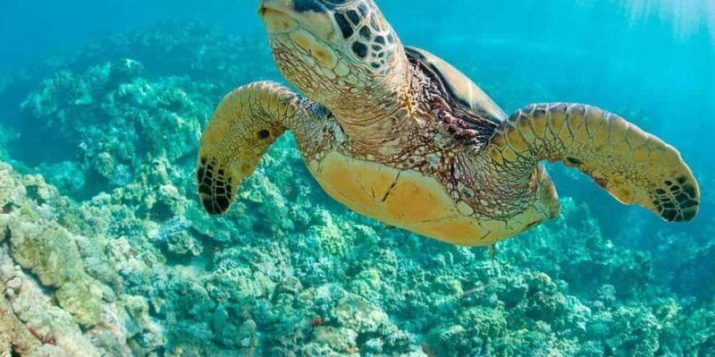 From Piura || Excursion to Mancora + Swimming with turtles - Discover the Vibrant Coast of Peru with a Day Trip to Mancora and Swimming with Sea Turtles