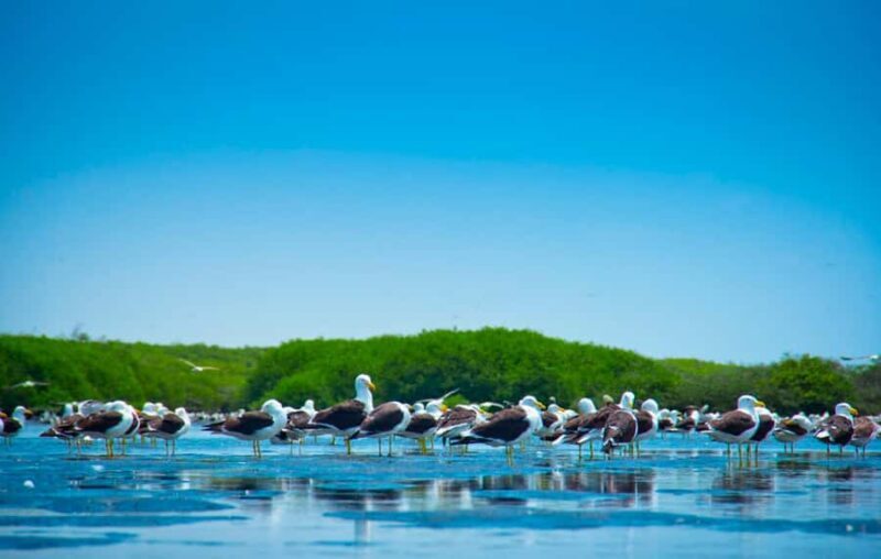 From Piura | Tour to Sechura and Sandboarding - Key Points