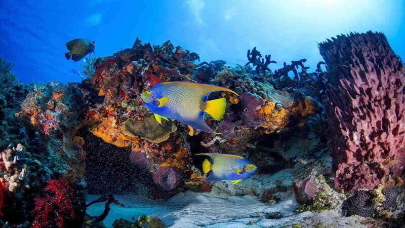 From Playa del Carmen: Cozumel Diving Adventure - A Closer Look at the Cozumel Diving Adventure