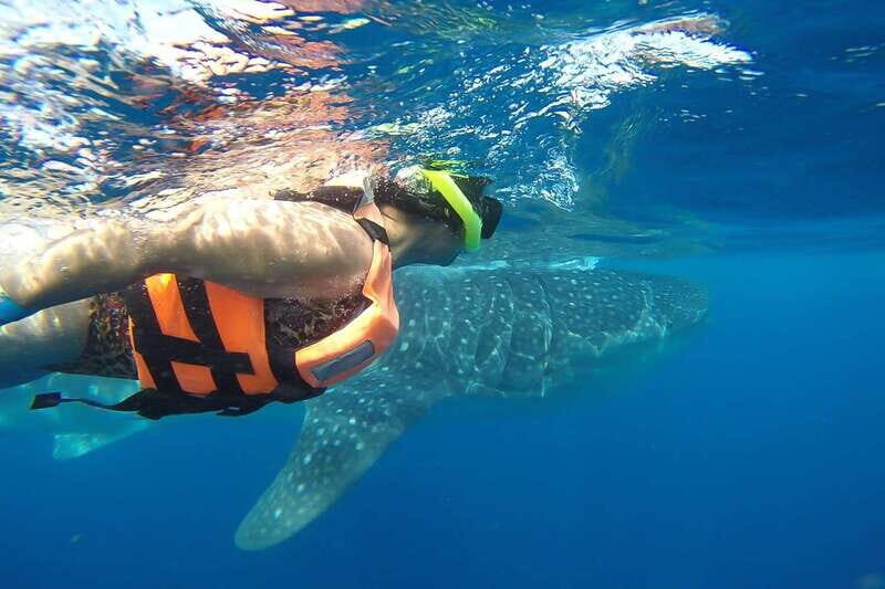 From Playa del Carmen: Whale Shark Tour - Frequently Asked Questions