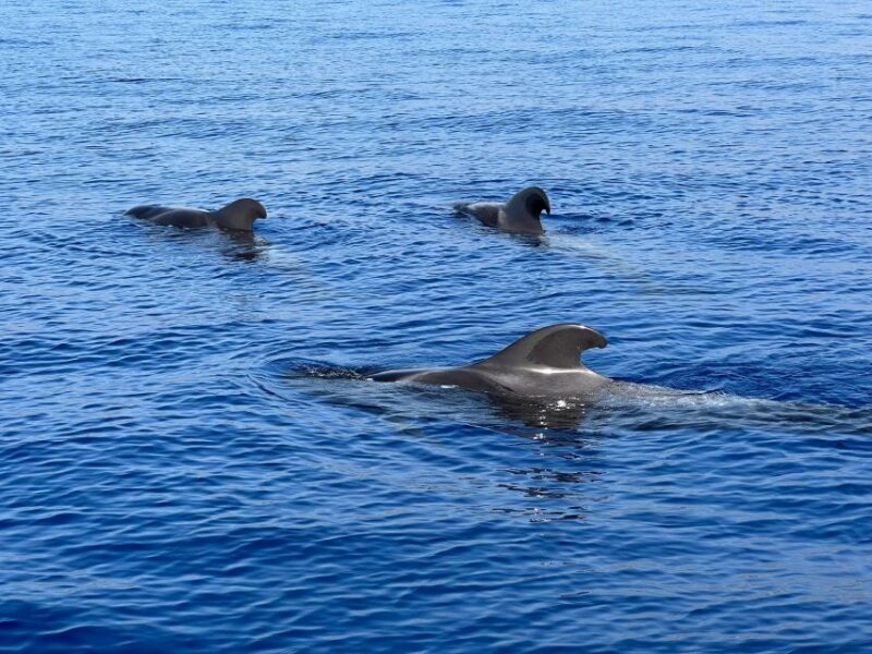 From Playa San Juan: Whale Watching, Gigantes, and Masca Bay - A Detailed Look at the Experience