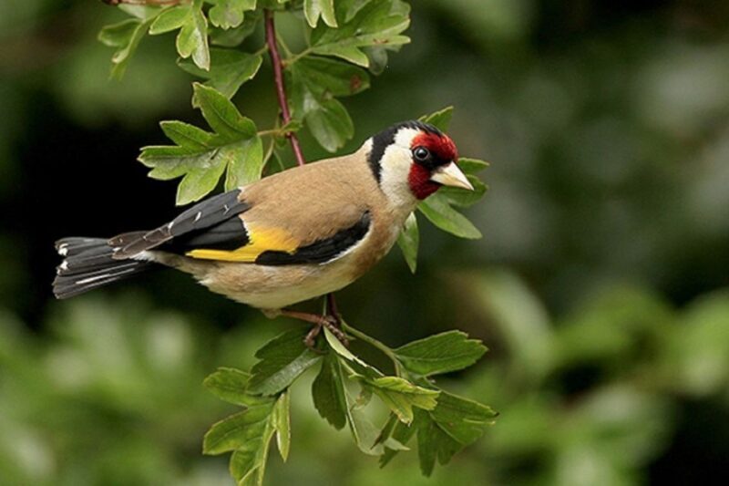 From Pokhara: 2-Day Scenic Australian Camp Trek - An In-Depth Look at the 2-Day Australian Camp Trek