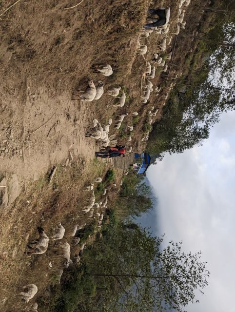 From Pokhara: 5-Day Annapurna Base Camp Trek - Key Points