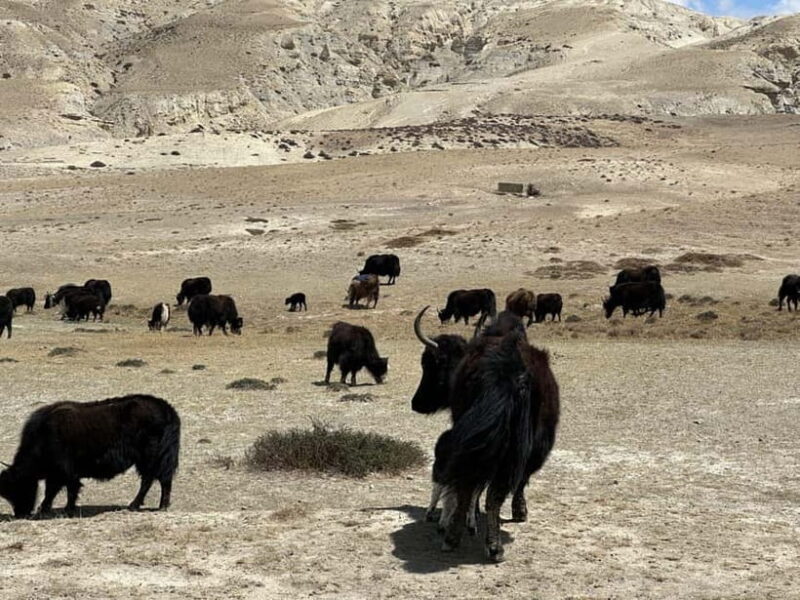 From Pokhara: Short Upper Mustang Guided Trekking 10-Days - What Makes This Trek Special