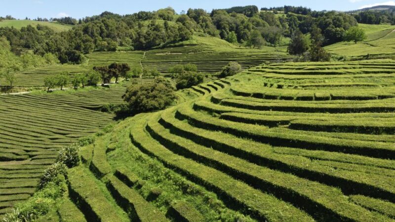 From Ponta Delgada: Furnas Lake Shore 4x4 Guided Day Trip - Exploring the Azores with a 4x4: An Authentic Day in Furnas