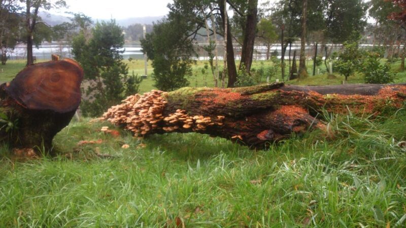 From Ponta Delgada: Furnas Lake Shore 4x4 Guided Day Trip - Final Thoughts: Is It Worth It?
