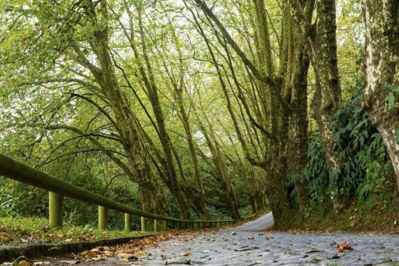 From Ponta Delgada: Guided Walking Tour to Salto do Cabrito - From Ponta Delgada: Guided Walking Tour to Salto do Cabrito
