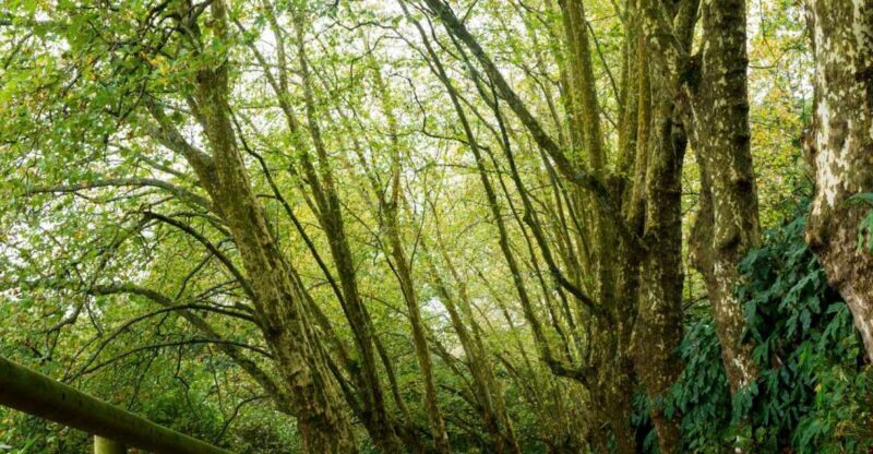 From Ponta Delgada: Guided Walking Tour to Salto do Cabrito - FAQs