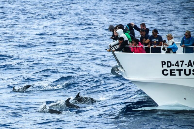 From Ponta Delgada: Whale and Dolphin Watching Trip - Key Points